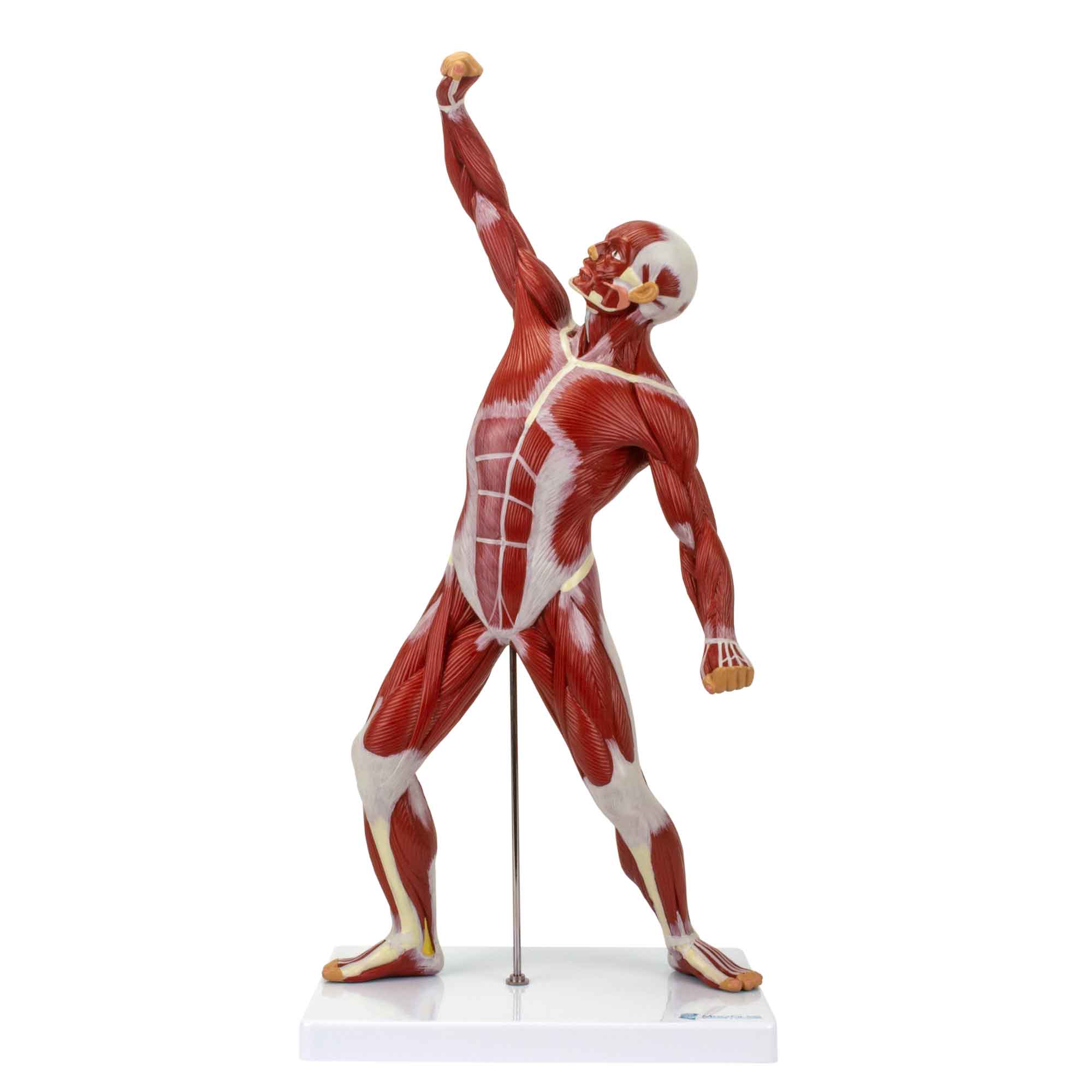 Figura Muscular Um Quarto Do Tamanho Mogiglass Anatomia E Simula O