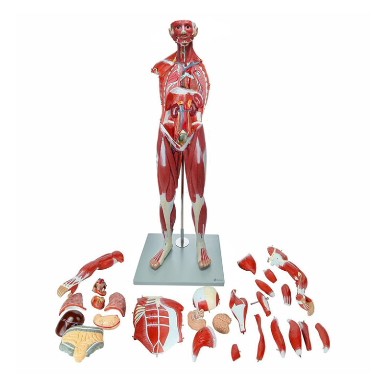 Figura Muscular Metade Do Tamanho 30 Partes MogiGlass Anatomia E