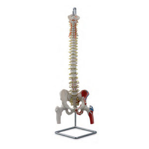 Coluna flexível com cabeças de fêmur e músculos pintados CL583