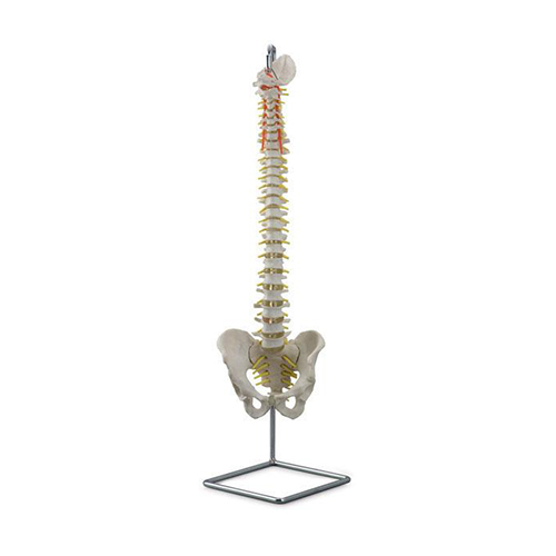 Coluna vertebral de luxo flexível com sacro e cóccix removível  CL585