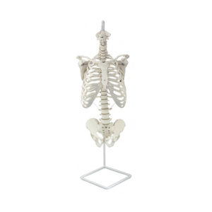A coluna clássica flexível com costelas é um modelo de esqueleto humano em tamanho natural e o mais importante totalmente flexível.