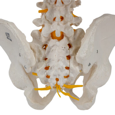 Coluna Flexivel com Sacro e Coccix removivel CL585