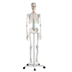 Esqueleto Adulto Montado em Suporte com Rodízios