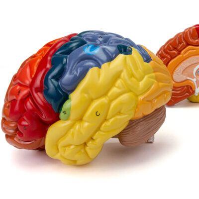 Cérebro Neuro Anatômico 2 Partes