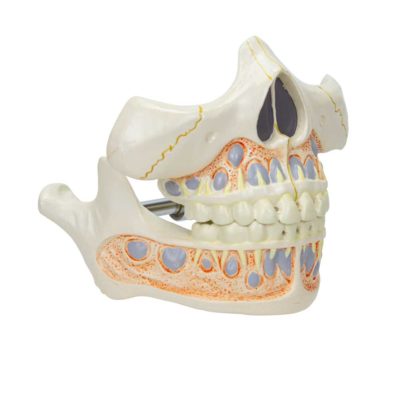 Dentição de Leite DE282