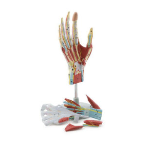 Mão com Ligamentos 7 Partes MA18 em tamanho natural mostra a anatomia da mão com precisão e detalhes. 