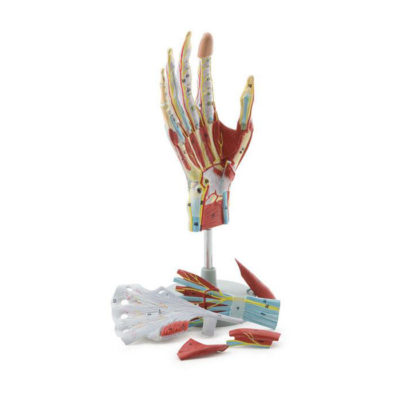 Modelo da Mão com Ligamentos e Músculos 7 Partes