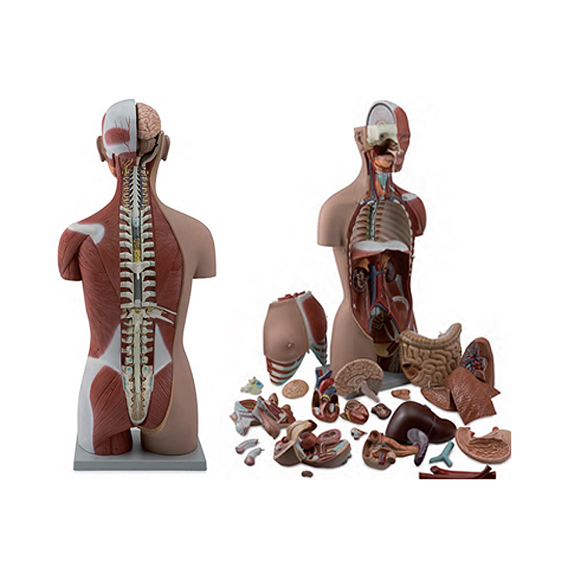 Torso Muscular Masculino e Feminino 28 Partes de luxo, em tamanho natural com as costas abertas mostrando as vértebras é uma reprodução realista.