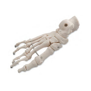 Esqueleto do Pé Montado em Arame ES30