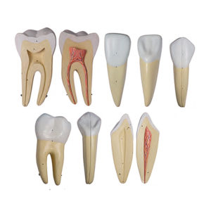 Série Clássica de Dentes Ampliados 10 Vezes