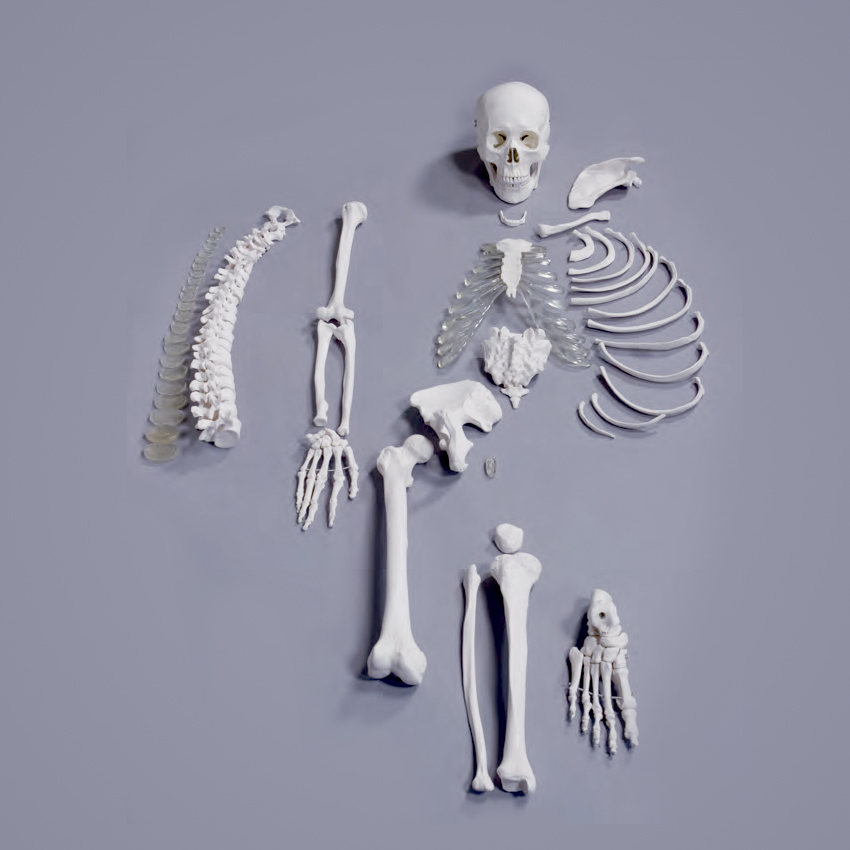 Meio Esqueleto Desarticulado, é um modelo em tamanho natural que mostra um esqueleto humano desarticulado com um osso de cada tipo