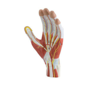 Modelo Estrutural da Mão 3 Partes MA19 2 vezes o tamanho natural mostra a anatomia, músculos, nervos, ligamentos, vasos e estruturas ósseas.