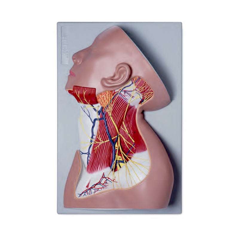 Musculatura do Pescoço com Adição de Nervos, é um modelo em tamanho natural que mostra a distribuição da ramificação superficial do plexo cervical. 