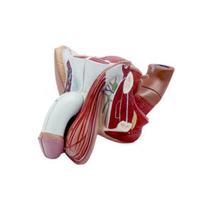 Órgão Genital Masculino 5 Partes, tamanho natural que representa os principais componentes do sistema urinário, mais a veia cava e a aorta abdominal. 