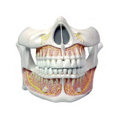 Dentição Adulta permanente DE281