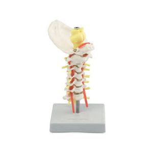 Coluna vertebral cervical CL72 tamanho natural, discos intervertebrais, osso occipital, nervos, artérias, medula e tronco cerebral.