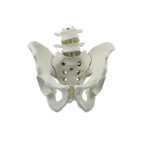 Esqueleto Pélvico Masculino com Vértebra Lombar, é uma réplica do esqueleto humano em tamanho natural que mostra uma pélvis do sexo masculino. 
