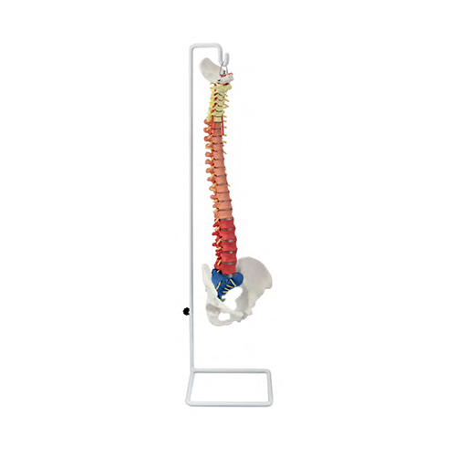 O modelo de coluna didática flexível é um modelo em tamanho natural totalmente flexível além da placa occipital, cervical, torácica e lombar, sacro cóccix e pélvis completas. Além disso incluindo-se as artérias vertebrais, nervos espinhais e um disco intervertebral L3-L4 em prolapso.