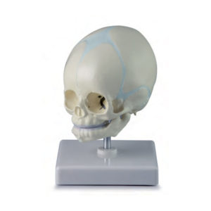 Crânio de Feto Montado em Suporte, é um modelo anatômico que representa um crânio fetal humano na 30ª semana de gravidez.