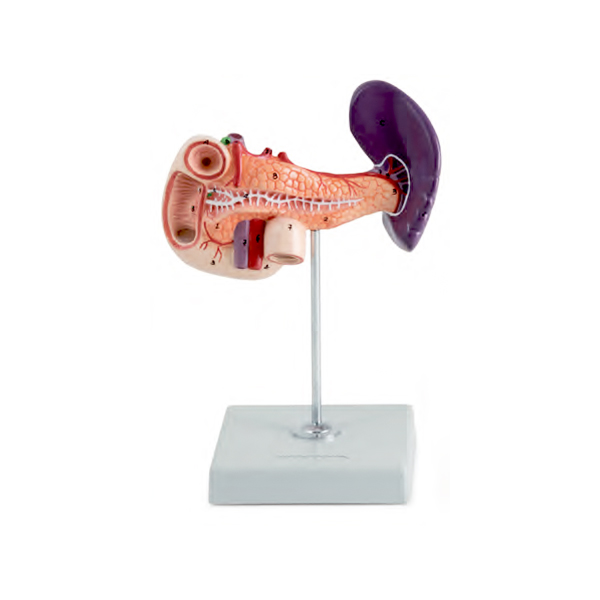 Órgãos Abdominais Posteriores Montado em Suporte, é um modelo em tamanho natural, apresentando uma representação precisa do pâncreas, baço e duodeno.
