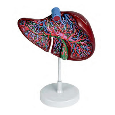 Seção do Fígado com Vesícula Biliar Ampliado 1.5 Vezes