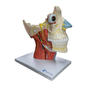 Musculatura da Cabeça com Nervos Craniano e Autônomo CA126