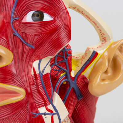 Musculatura da Cabeça com Vasos Sanguíneos