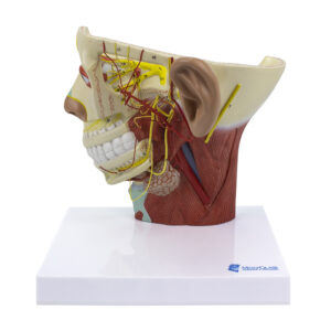 Musculatura da Cabeça com Nervos CA129
