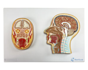 Seção Frontal e Lateral da Cabeça CA13