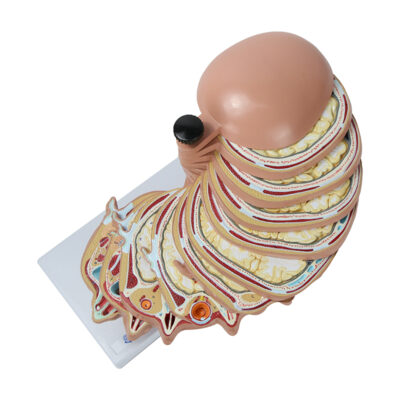 Seção da Cabeça em 12 Discos CA130