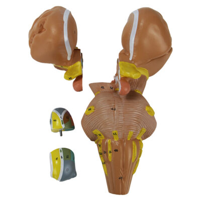 Tronco Encefálico e Núcleos do Hipotalamo CE09