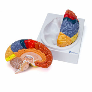 Cerebro Neuro Anatomico 2 Partes CE12
