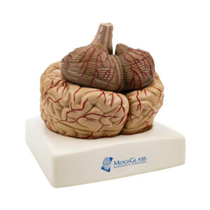 Cérebro com Artérias 9 Partes CE20