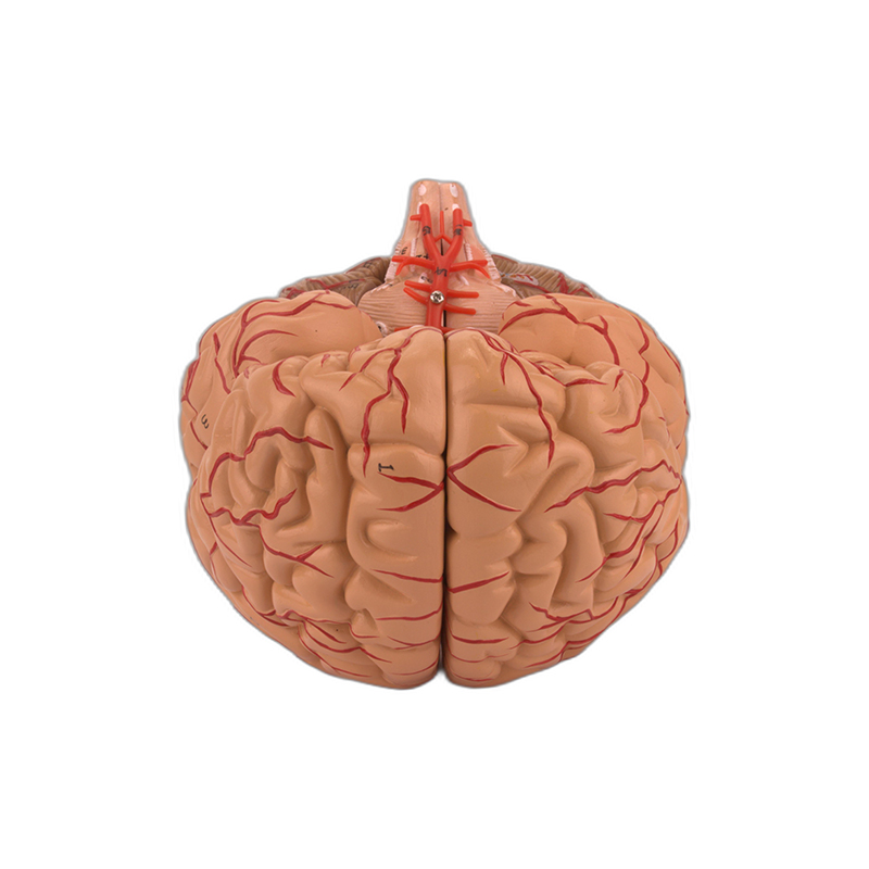 Cérebro com Artérias 9 Partes CE20