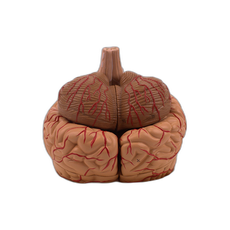 Cérebro com Artérias 9 Partes CE20