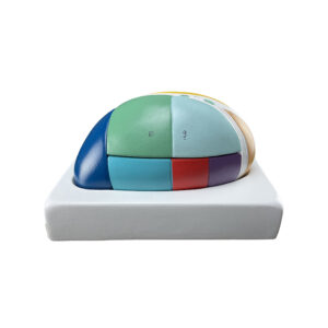 Tálamo 5 Partes CE23