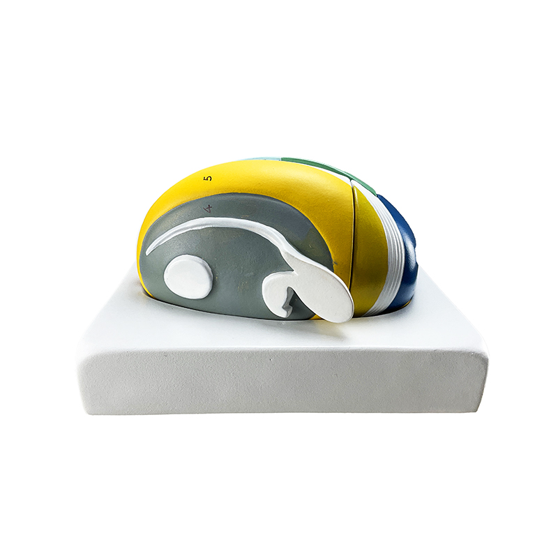 Tálamo 5 Partes CE23