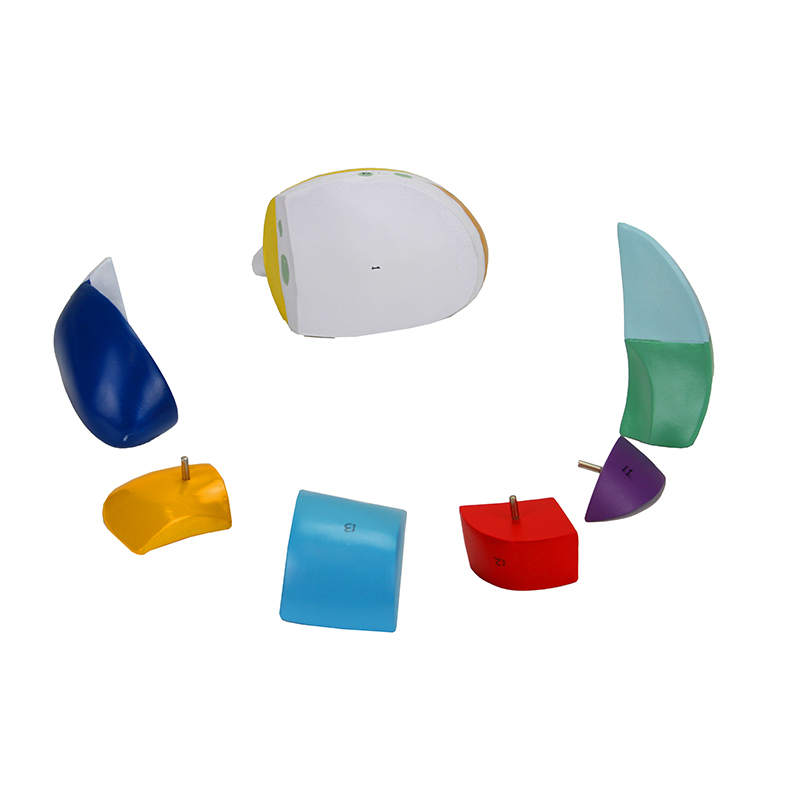 Talamo ampliado 5 vezes 7 partes CE24