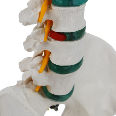 Coluna Clássica Flexível com Pélvis CL581