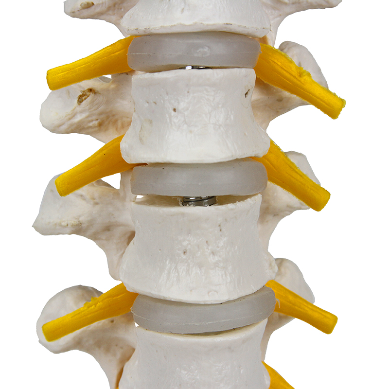 Coluna vertebral torácica CL73