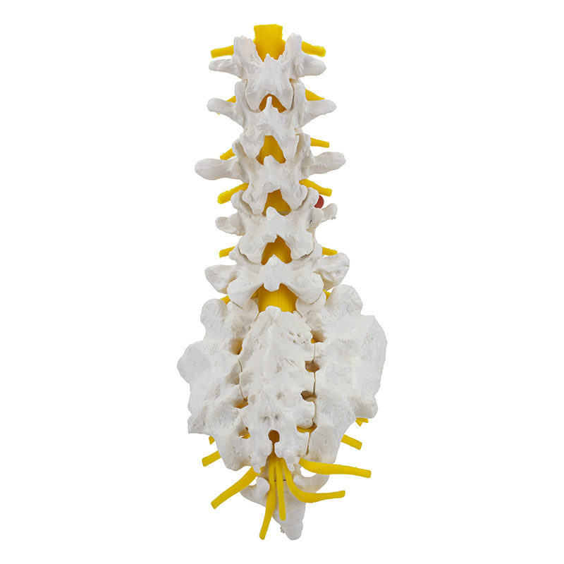 Coluna Vertebral Lombar CL74