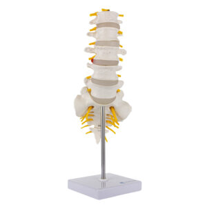 Coluna Vertebral Lombar CL74