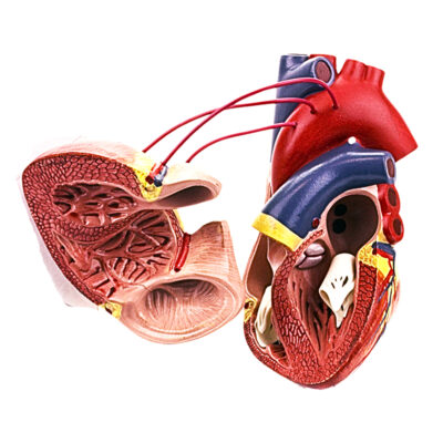 Coração com Pontagem Coronária 2 Partes CO05