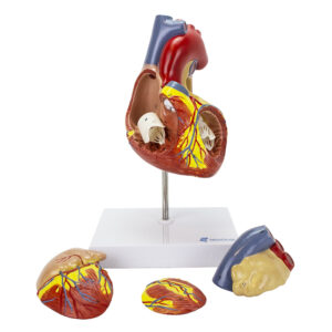 Coração Ampliado 2 Vezes 4 Partes CO12