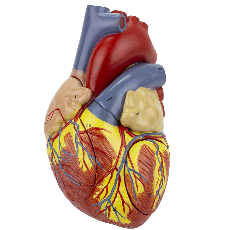 Coração Ampliado 2 Vezes 4 Partes CO12
