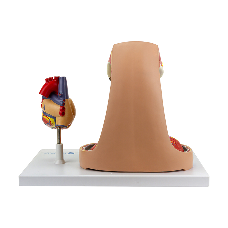 Coração com Esôfago e Traqueia 6 Partes CO13