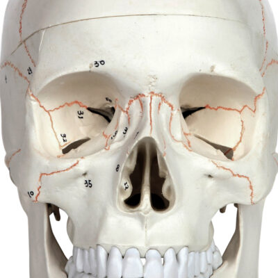 Crânio Clássico com estruturas numeradas 3 partes CR21