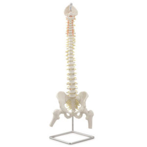 Coluna Flexível com Cabeças de Fêmur CL586