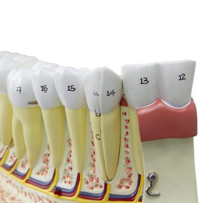 Metade Inferior da Mandíbula ampliado 3 vezes DE25