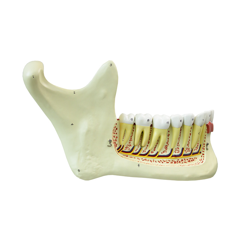 Metade Inferior da Mandíbula ampliado 3 vezes DE25
